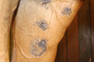 Ar efter sarcoider på hestens inderlår. Vidste du, at der kan være en sammenhæng mellem svækket immunforsvar og sarcoider?