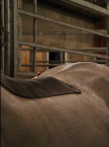 Hestens rygmuskler kan ændre sig op til 1,5 cm under ridning. Foto. hestezonen.dk 