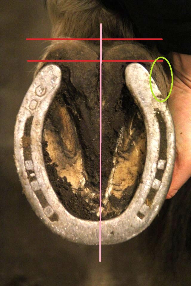 Billedet viser en lidt kedelig skoning af en hest. Der er dårlig symmetri i hoven både horisontalt og vertikalt.